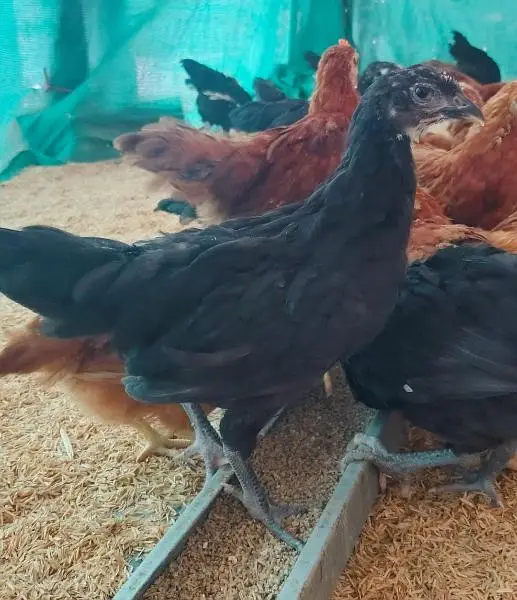 Pure Black Australorp & Rir ( Rhode Island Red) — photo 4