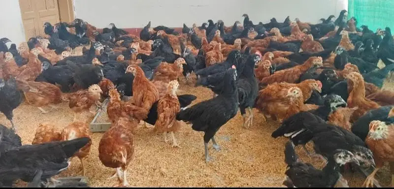 Pure Black Australorp & Rir ( Rhode Island Red) — photo 5