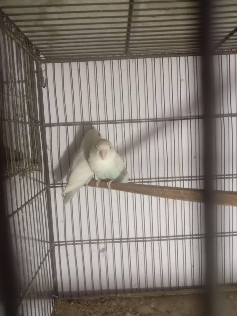 04 portion cage 3