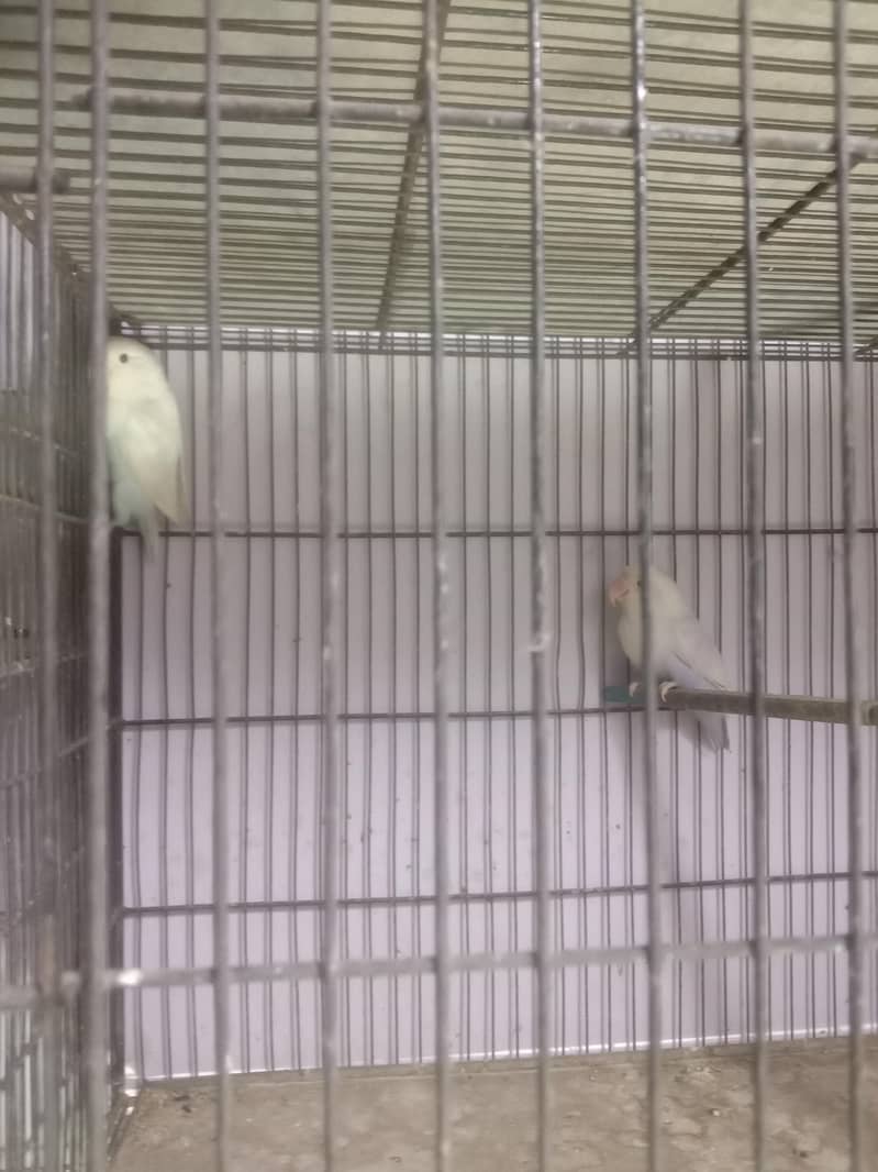 04 portion cage 4