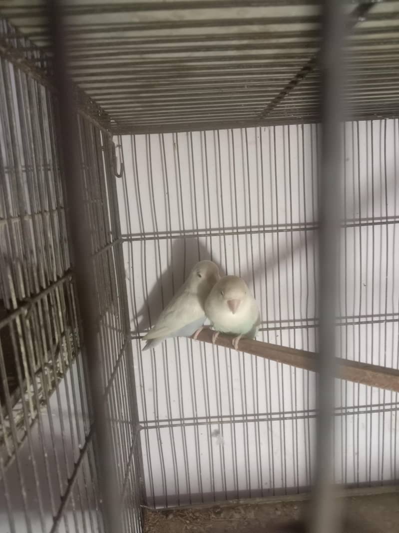 04 portion cage 5