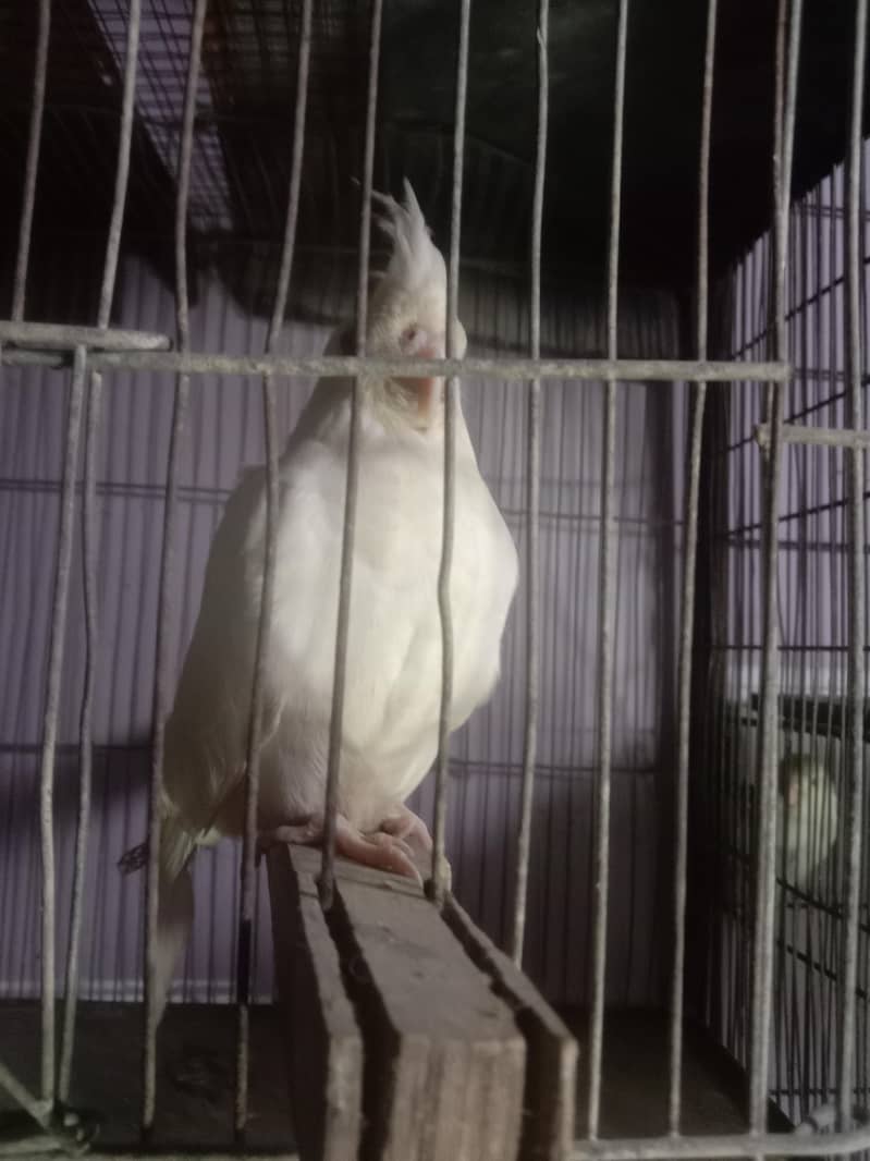 04 portion cage 7