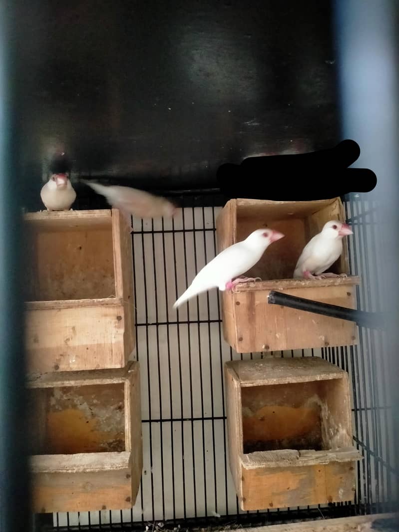 opal java fawn java beeder pair 03127093372 0