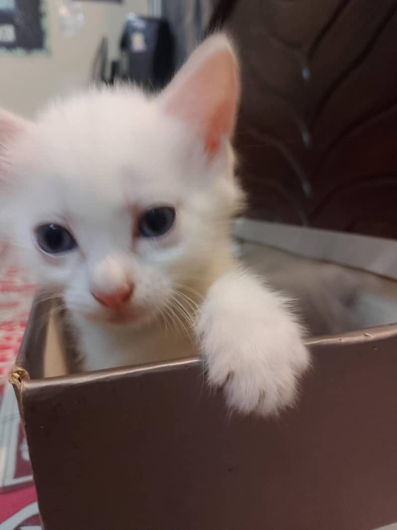 kittens 4