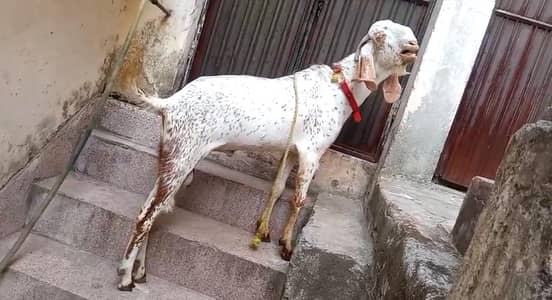 2 Bakra urgent sale on very low price