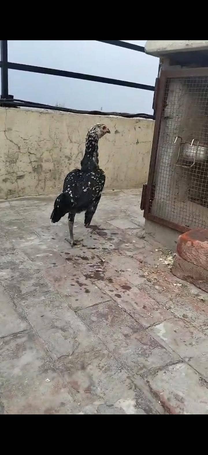 aseel pair 2