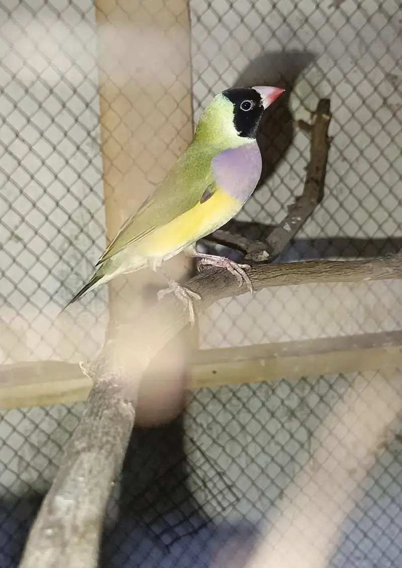 Golden French Golden French female for sale breeder — photo 2