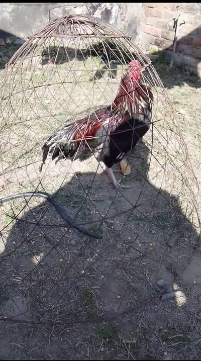 Black Mushka Home Breeder Aseel Murga. 03040153004