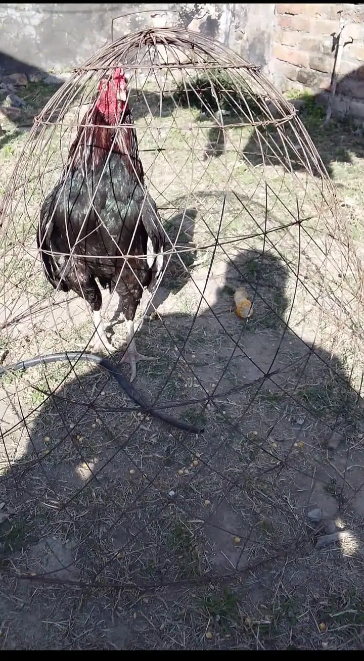 Black Mushka Home Breeder Aseel Murga. 03040153004 — photo 3