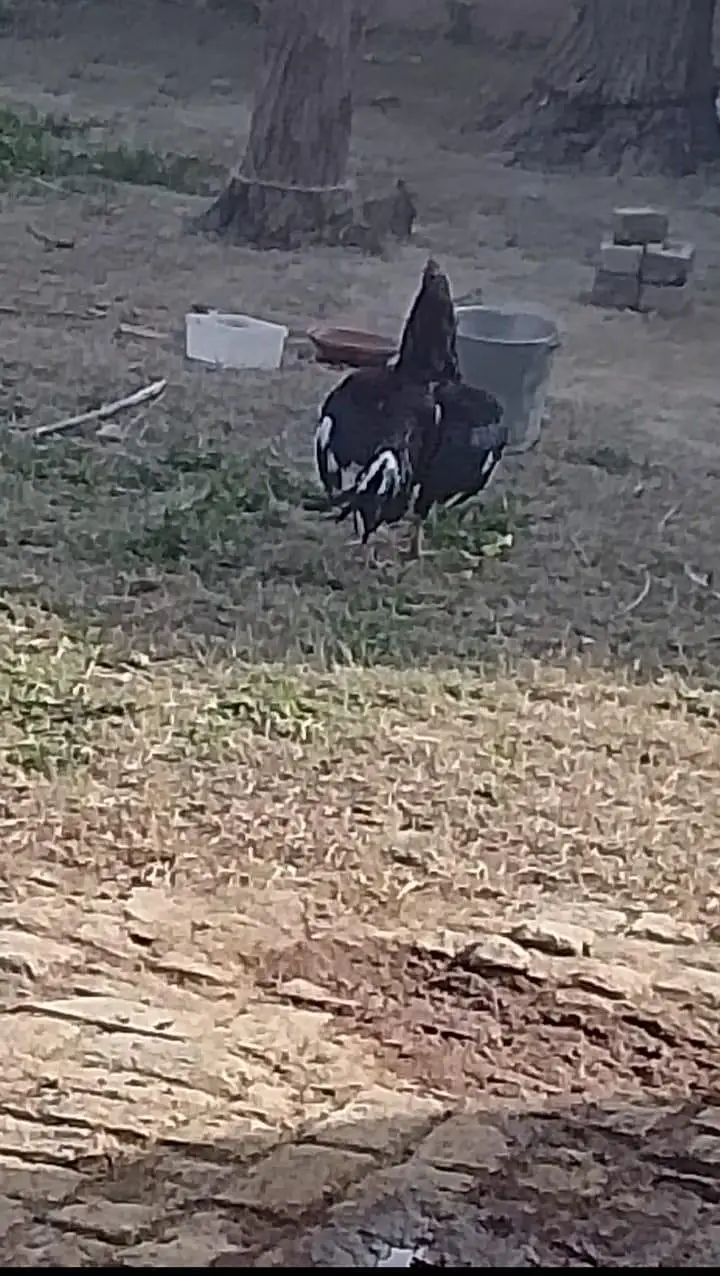 Black Mushka Home Breeder Aseel Murga. 03040153004 — photo 4