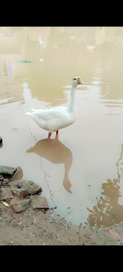 8 ducks (5 females / 3 male)