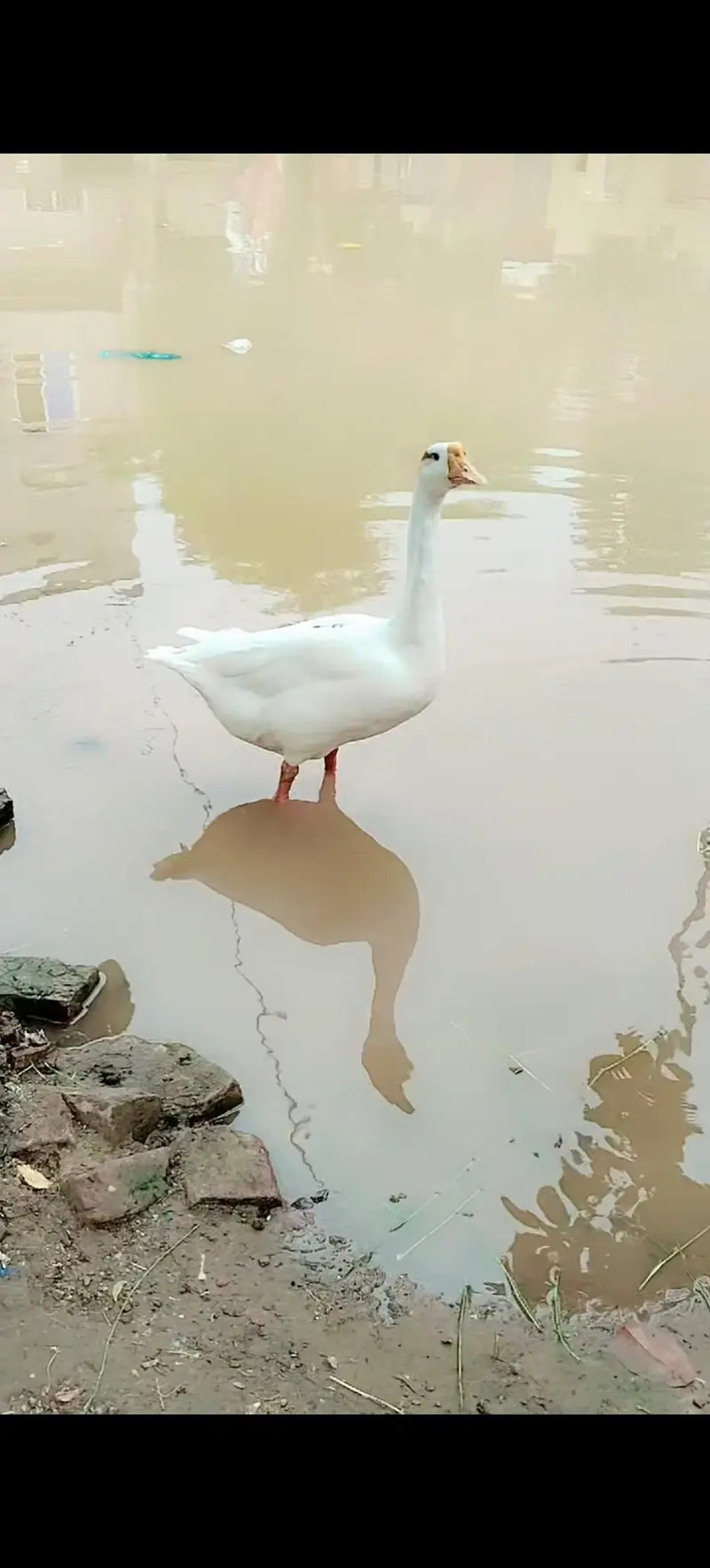 8 ducks (5 females / 3 male)