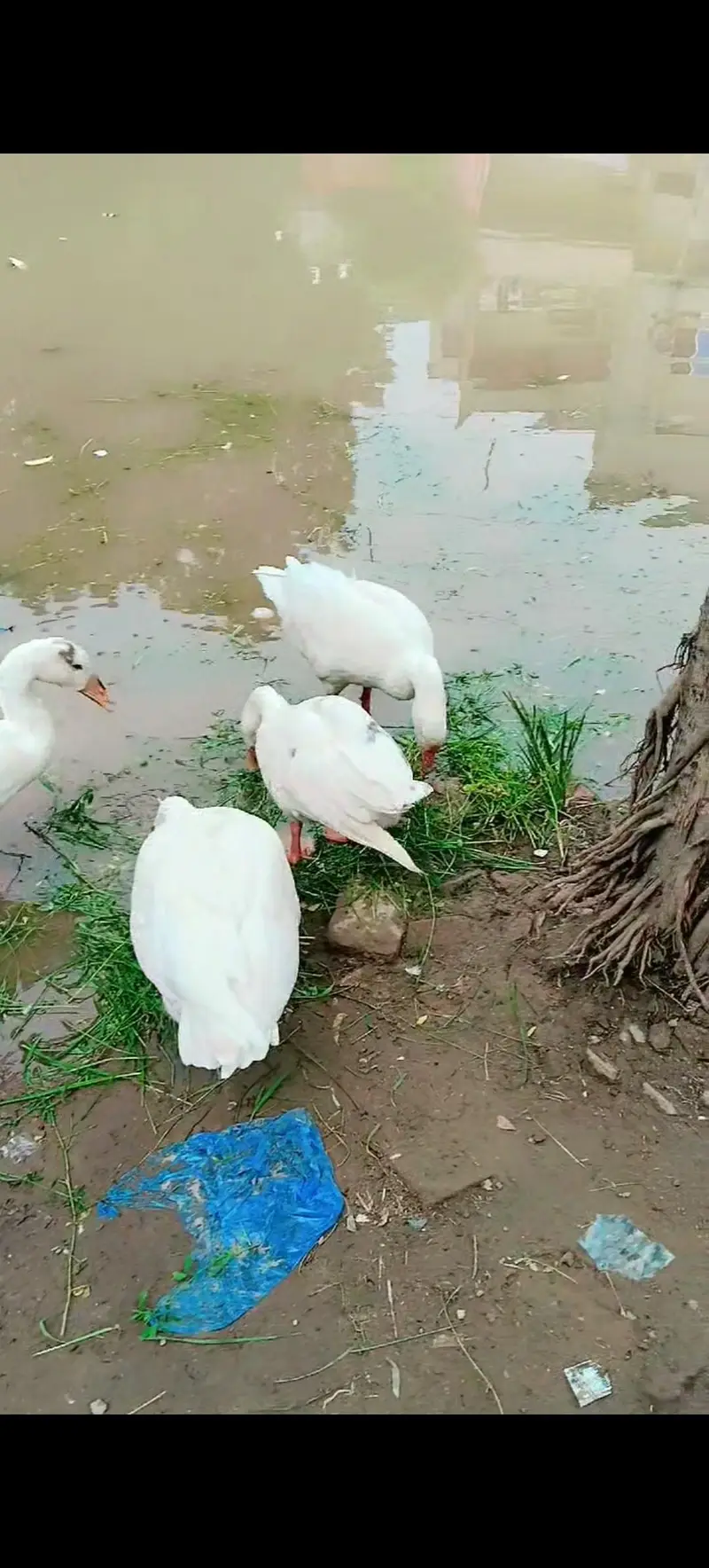 8 ducks (5 females / 3 male) — photo 2