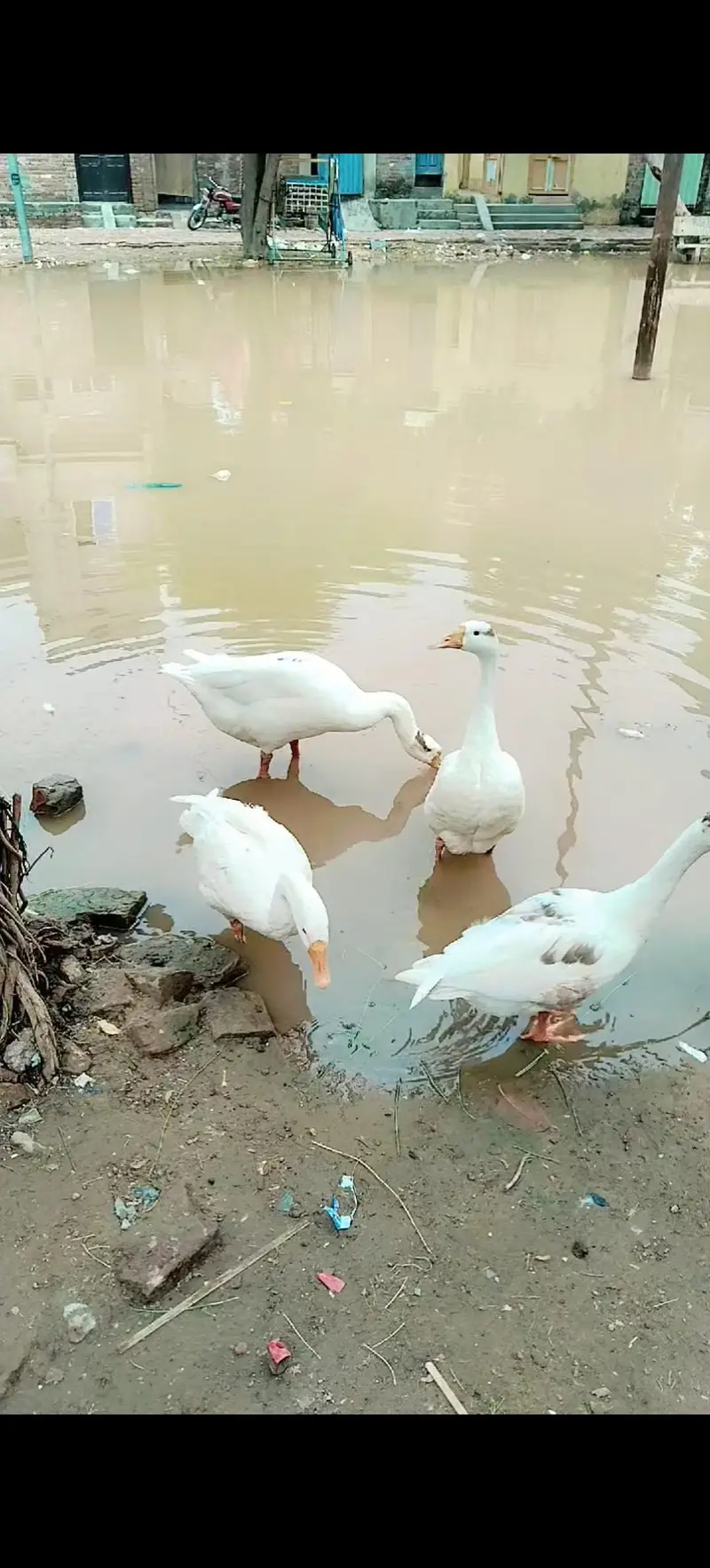 8 ducks (5 females / 3 male) — photo 3