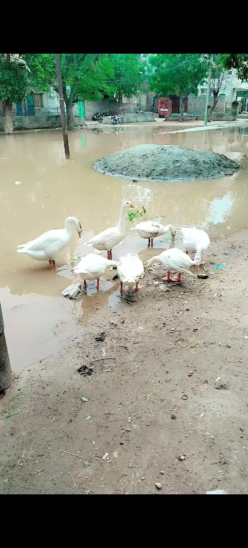 8 ducks (5 females / 3 male) — photo 4