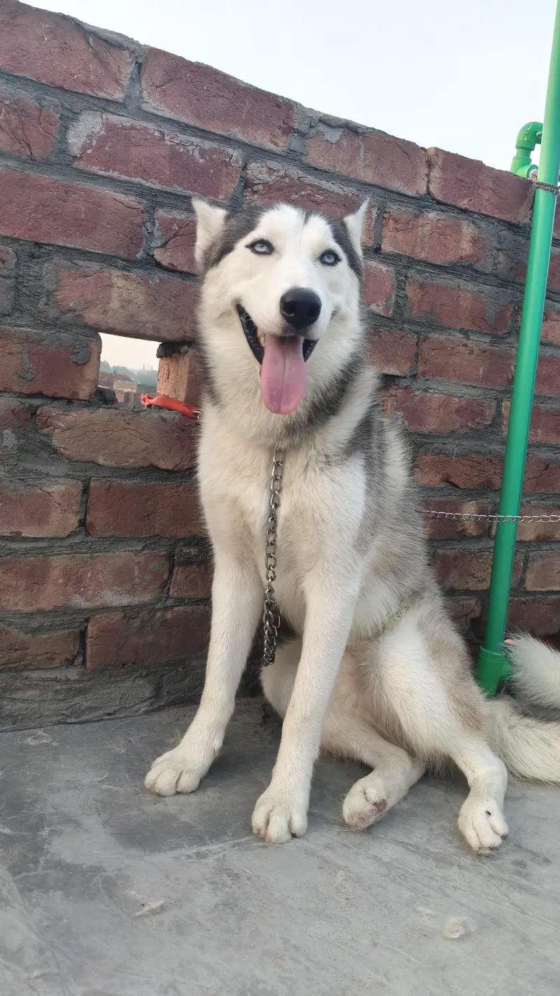 Siberian husky pair — photo 2
