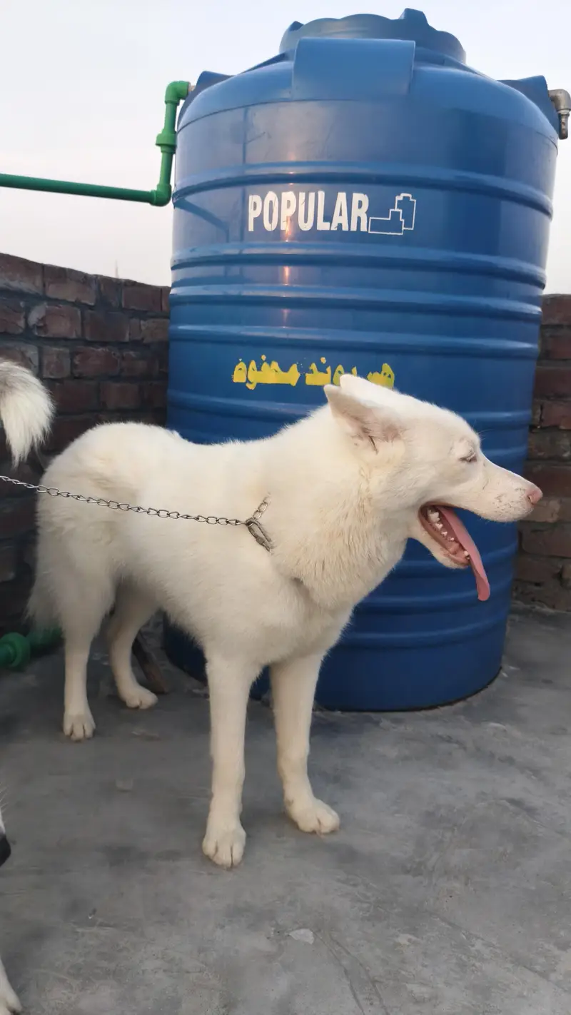 Siberian husky pair — photo 3