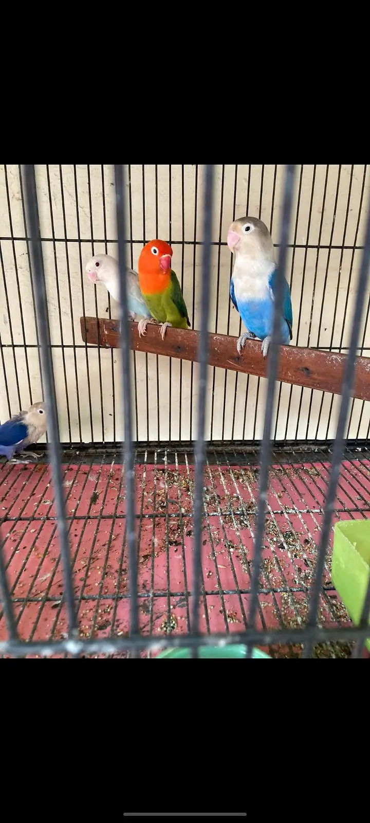 All setep for sale what app number 03018945771 — photo 9