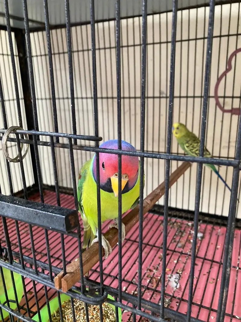 All setep for sale what app number 03018945771 — photo 12