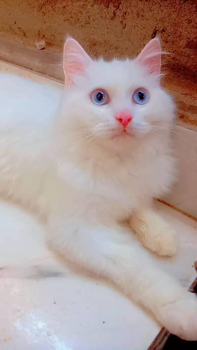 breeder male for sale