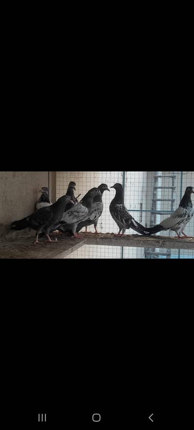 Parwazi bachay granted 03214991363