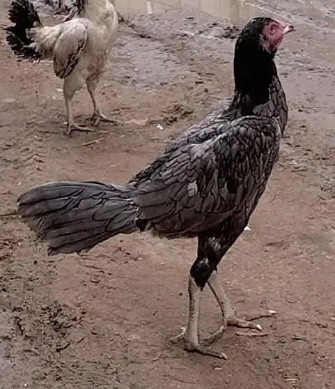 For Sale — photo 9