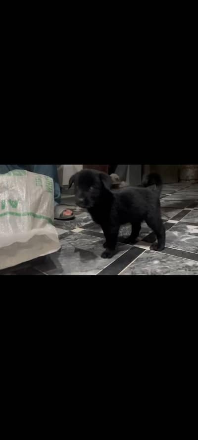 cute shiny black puppy for sale