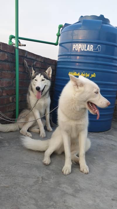 Siberian husky pair