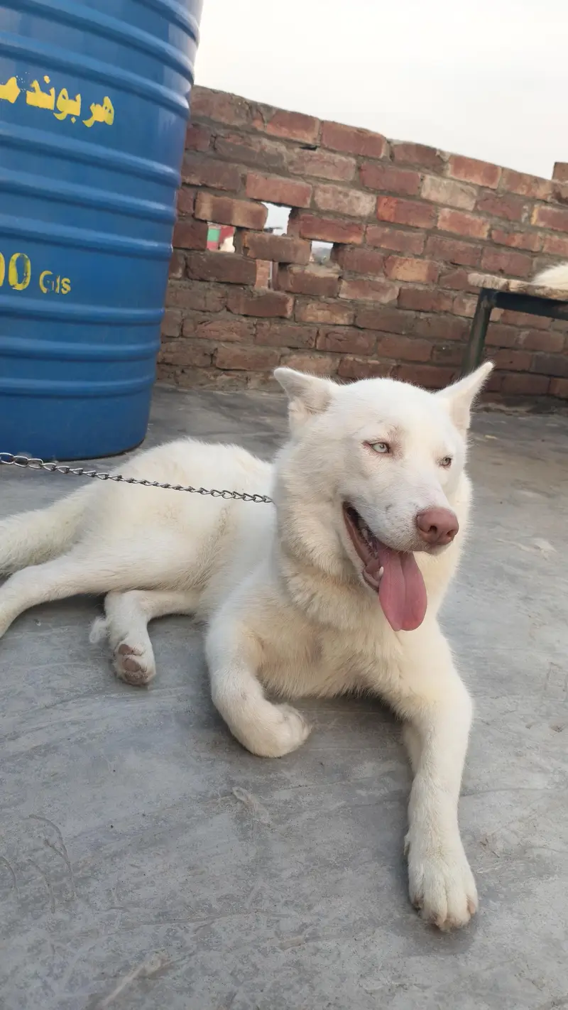 Siberian husky pair — photo 4