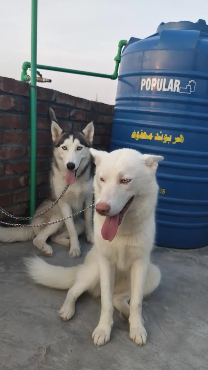 Siberian husky pair — photo 5