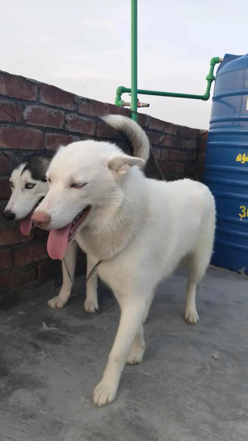 Siberian husky pair — photo 6