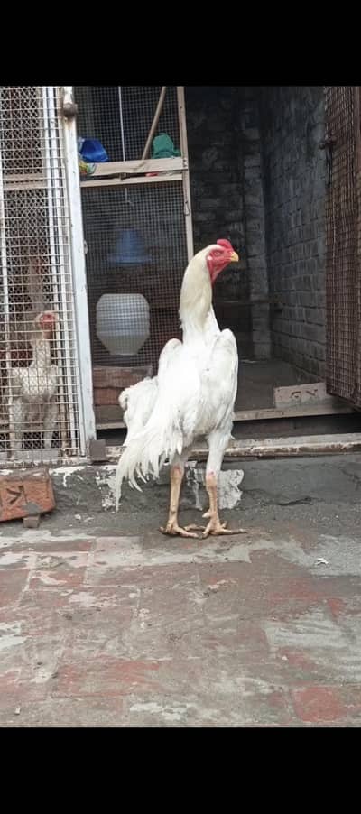 king white shamo chiks chiks