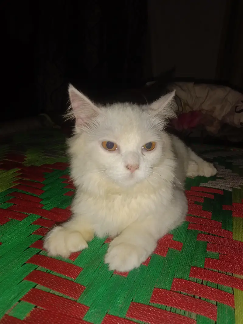 Russia 8cat — photo 2