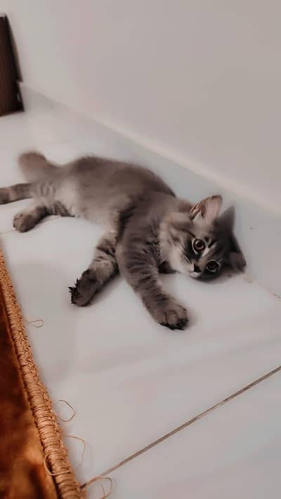 persian cats
