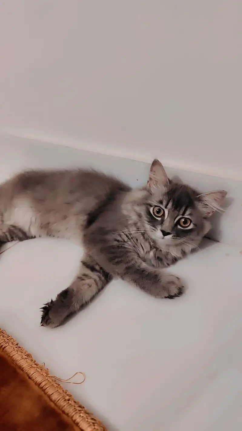 persian cats — photo 2
