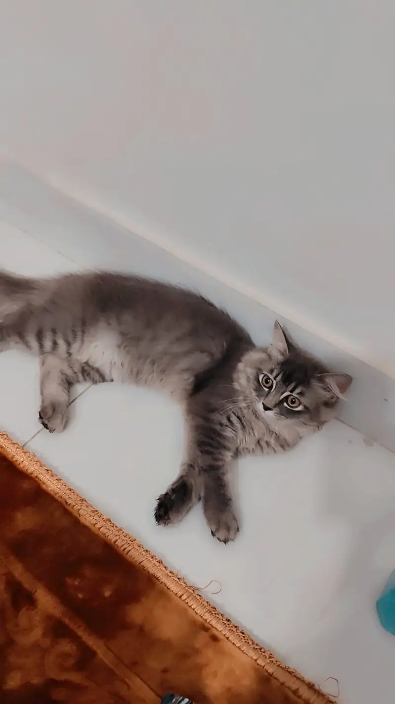 persian cats — photo 3