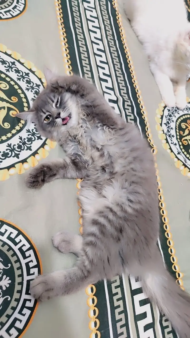 persian cats — photo 5