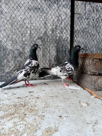 Breeder Guranteed High Flyer Pairs