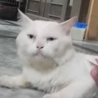 cat is very healthy  and friendly and active