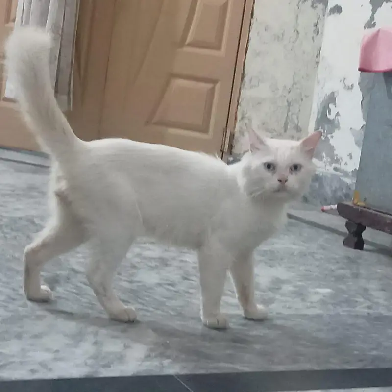 cat is very healthy  and friendly and active — photo 2