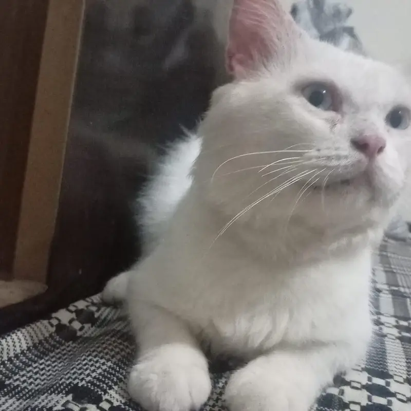 cat is very healthy  and friendly and active — photo 3