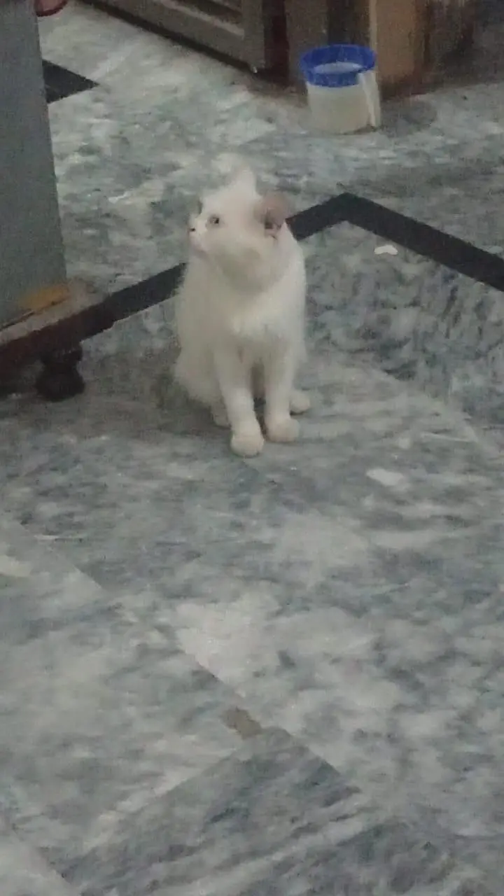 cat is very healthy  and friendly and active — photo 4