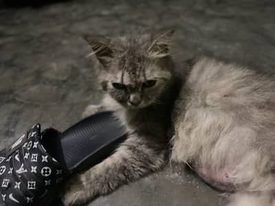 Persian cat