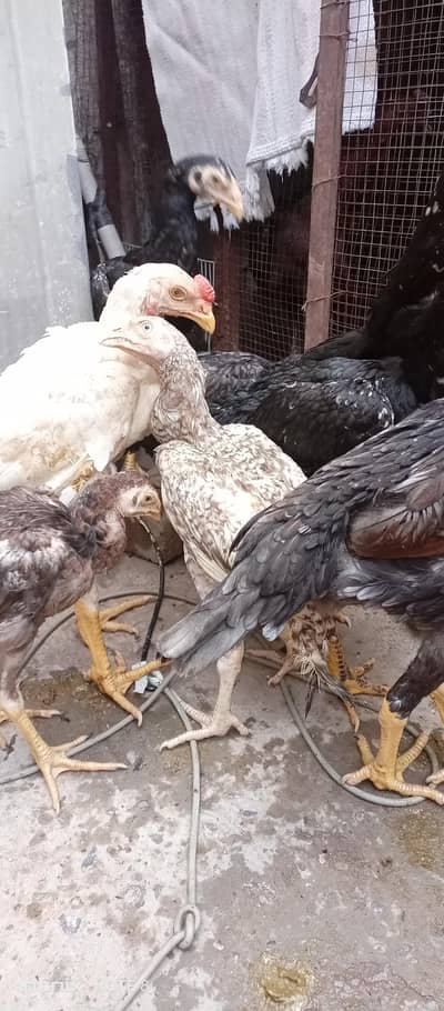 shamo_Parrot beak cross