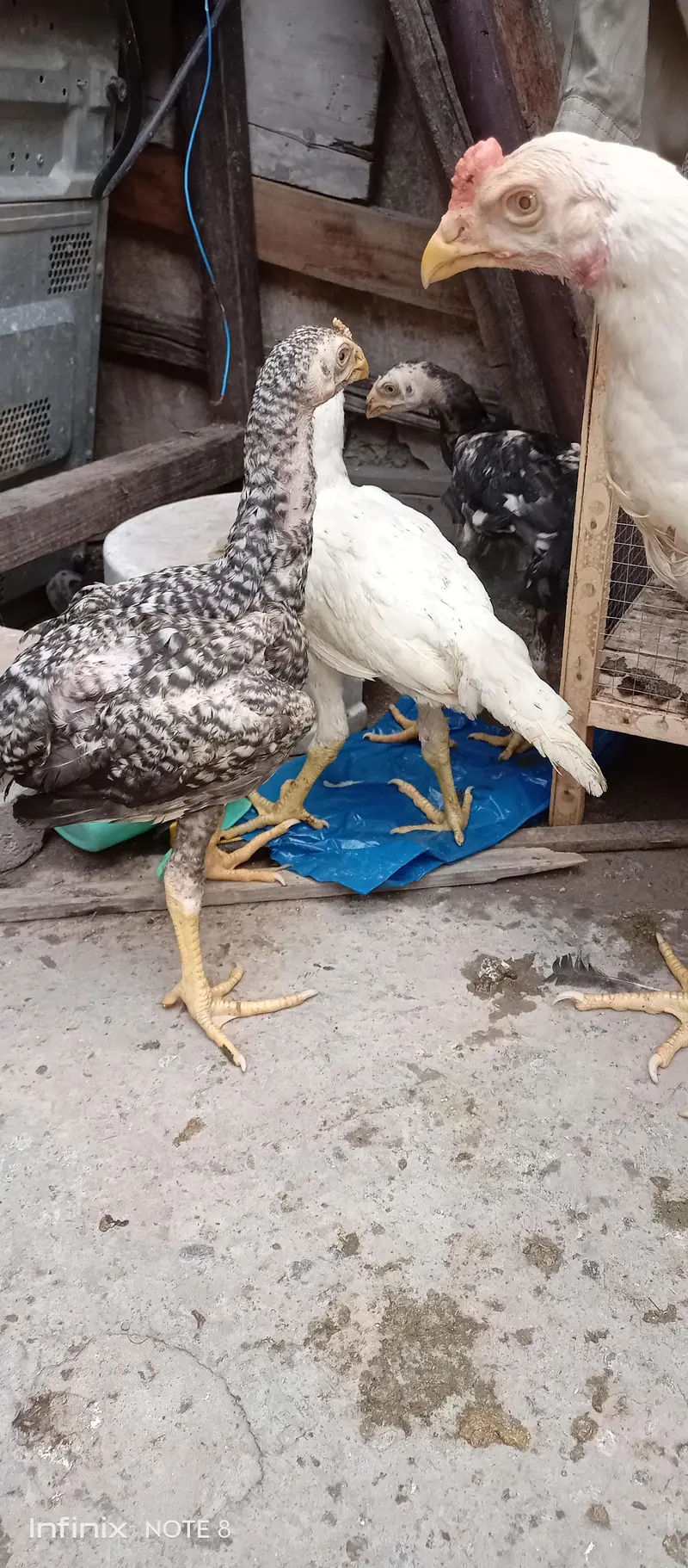 shamo_Parrot beak cross — photo 2