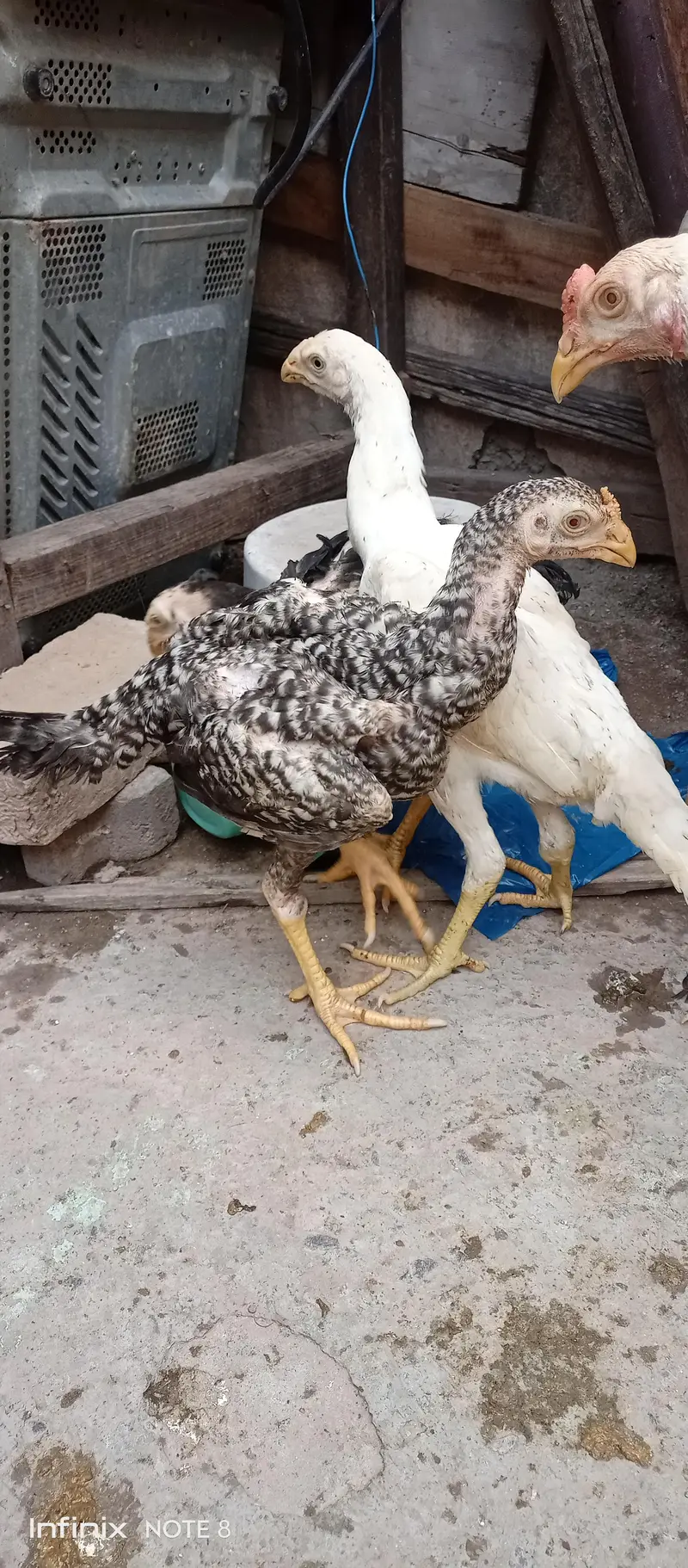 shamo_Parrot beak cross — photo 5