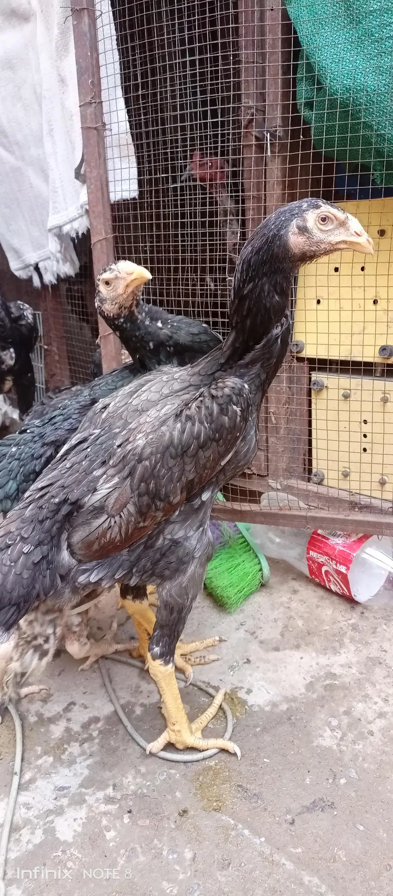 shamo_Parrot beak cross — photo 7