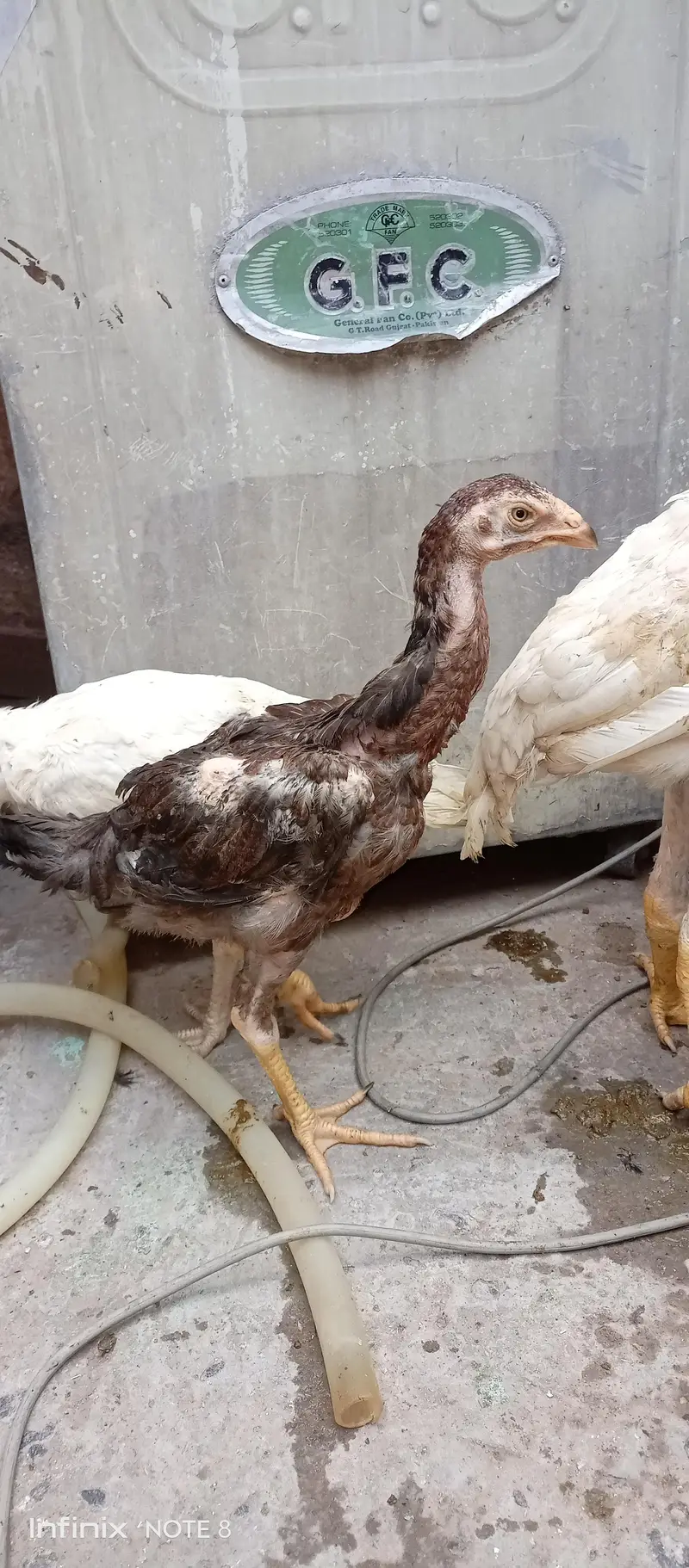 shamo_Parrot beak cross — photo 9