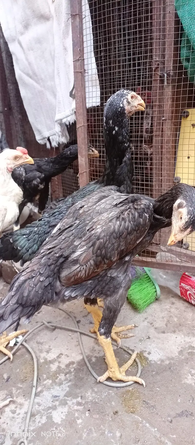 shamo_Parrot beak cross — photo 10