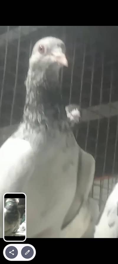 best pigeon